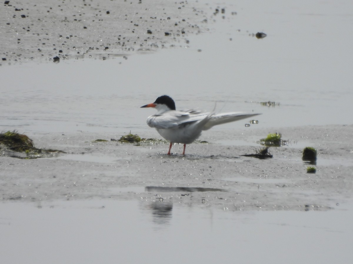 Forster's Tern - Tracee Fugate