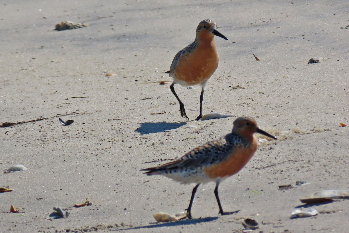 Red Knot - ML619751710