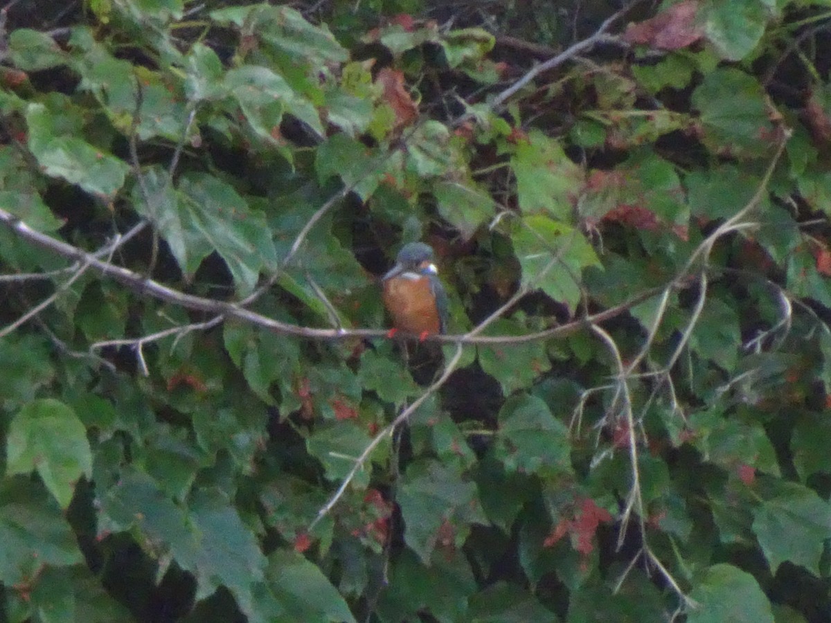 Common Kingfisher - ML619751717