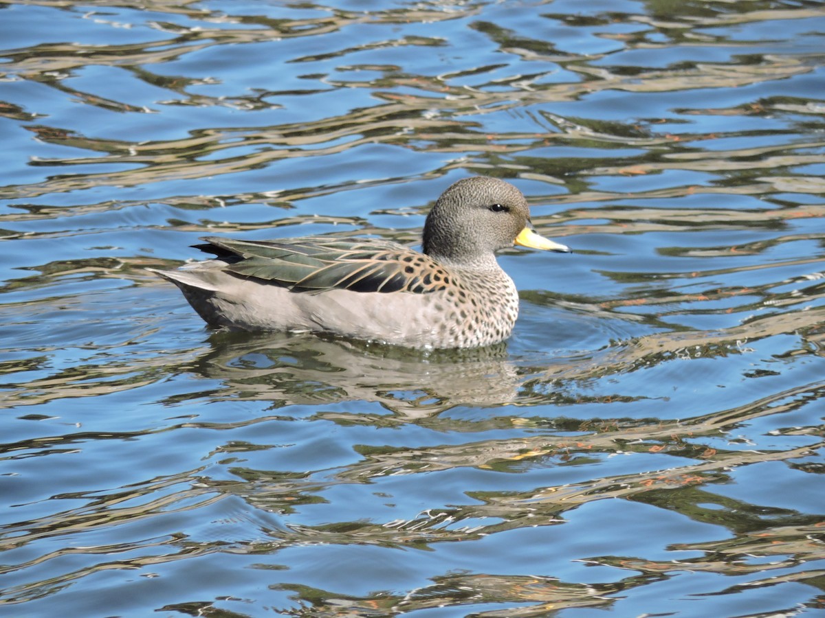 Yellow-billed Teal - ML619751722