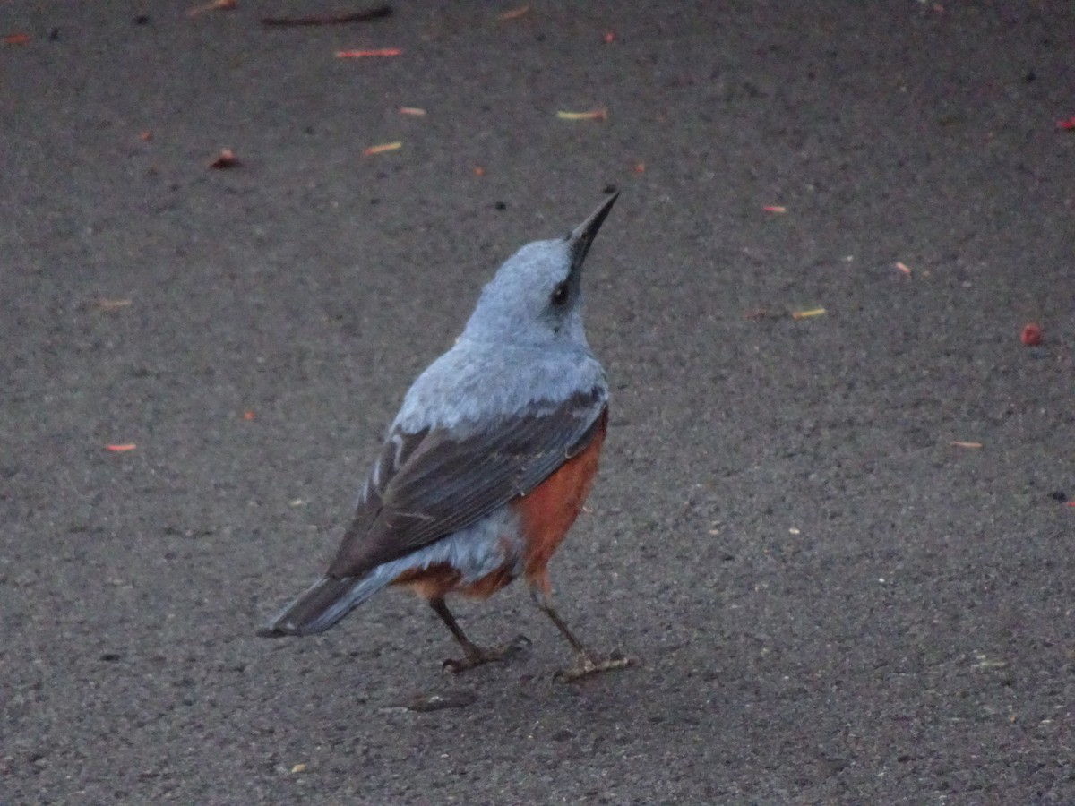 Blue Rock-Thrush - ML619751733