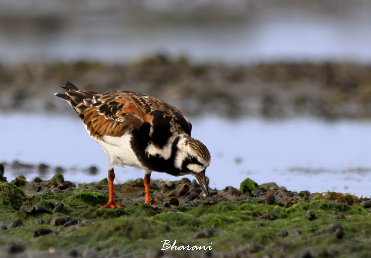 Ruddy Turnstone - ML619751737