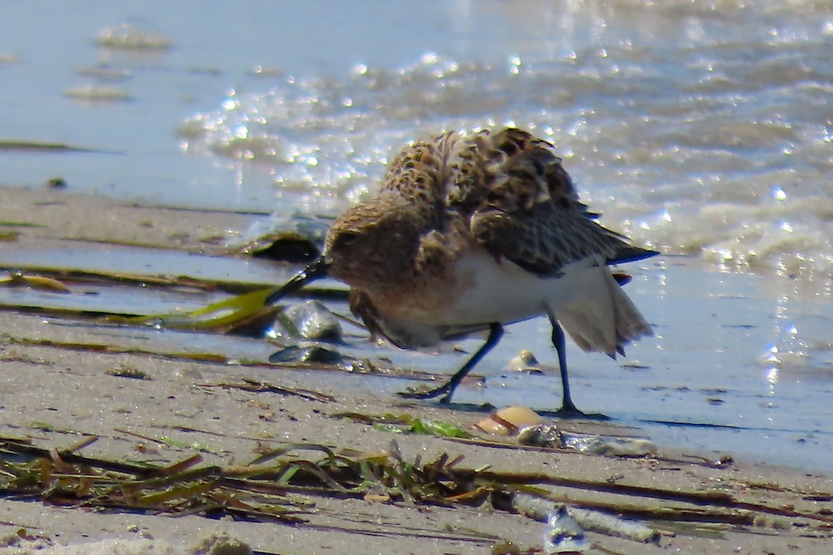 Bécasseau sanderling - ML619751742