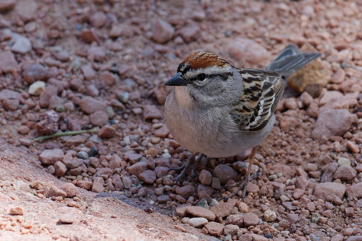 Chipping Sparrow - ML619751744