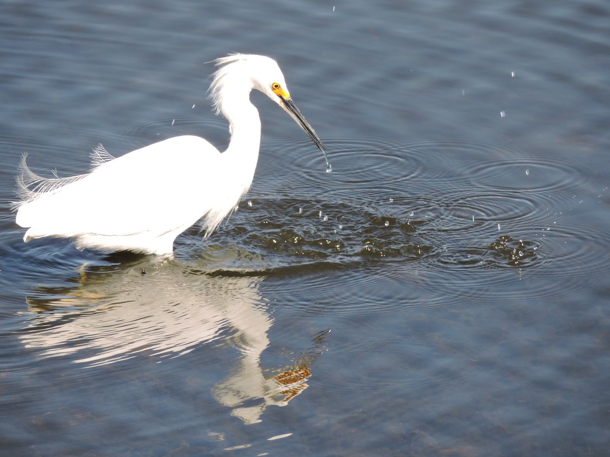 Snowy Egret - ML619751750