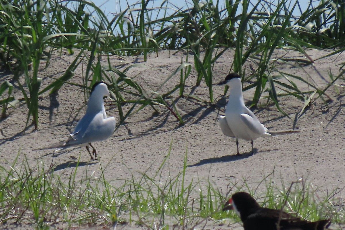 Gull-billed Tern - ML619751755