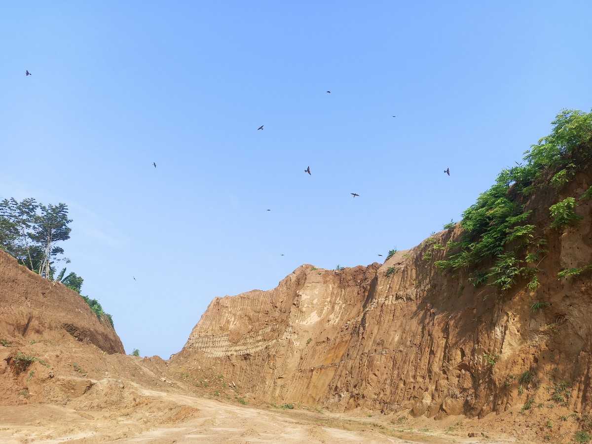 Blue-tailed Bee-eater - ML619751811