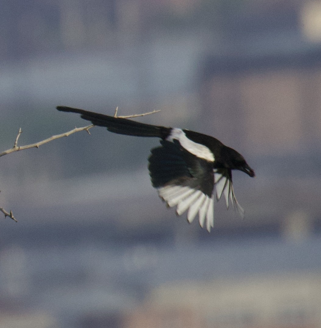 Eurasian Magpie - ML619751812