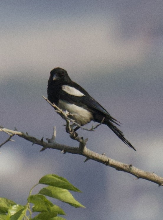 עקעק זנבתן - ML619751813