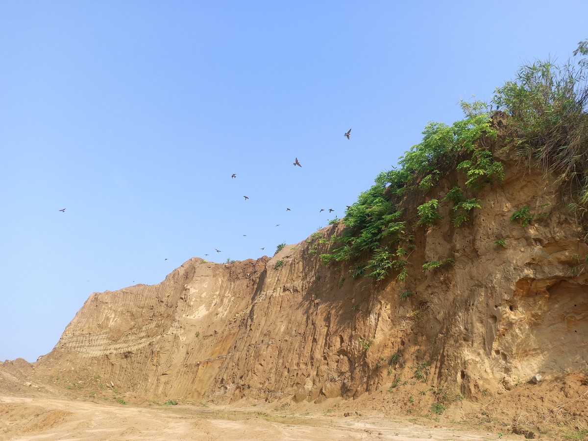 Blue-tailed Bee-eater - ML619751814