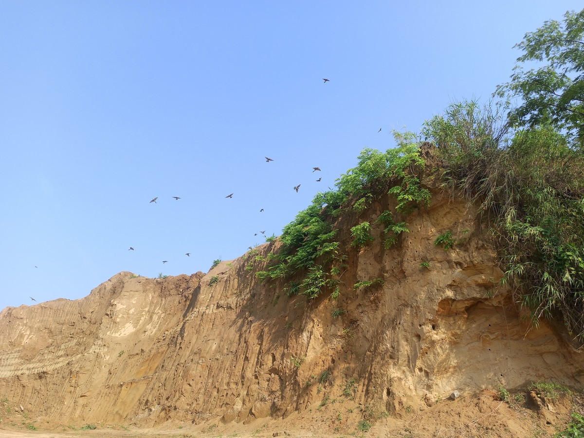 Blue-tailed Bee-eater - ML619751816