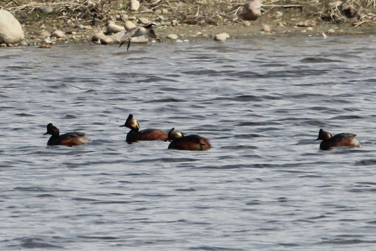 Eared Grebe - ML619751817