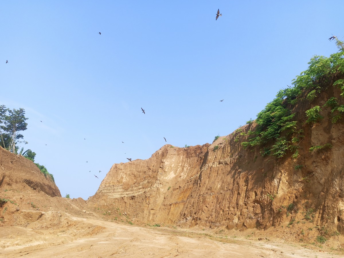 Blue-tailed Bee-eater - ML619751818