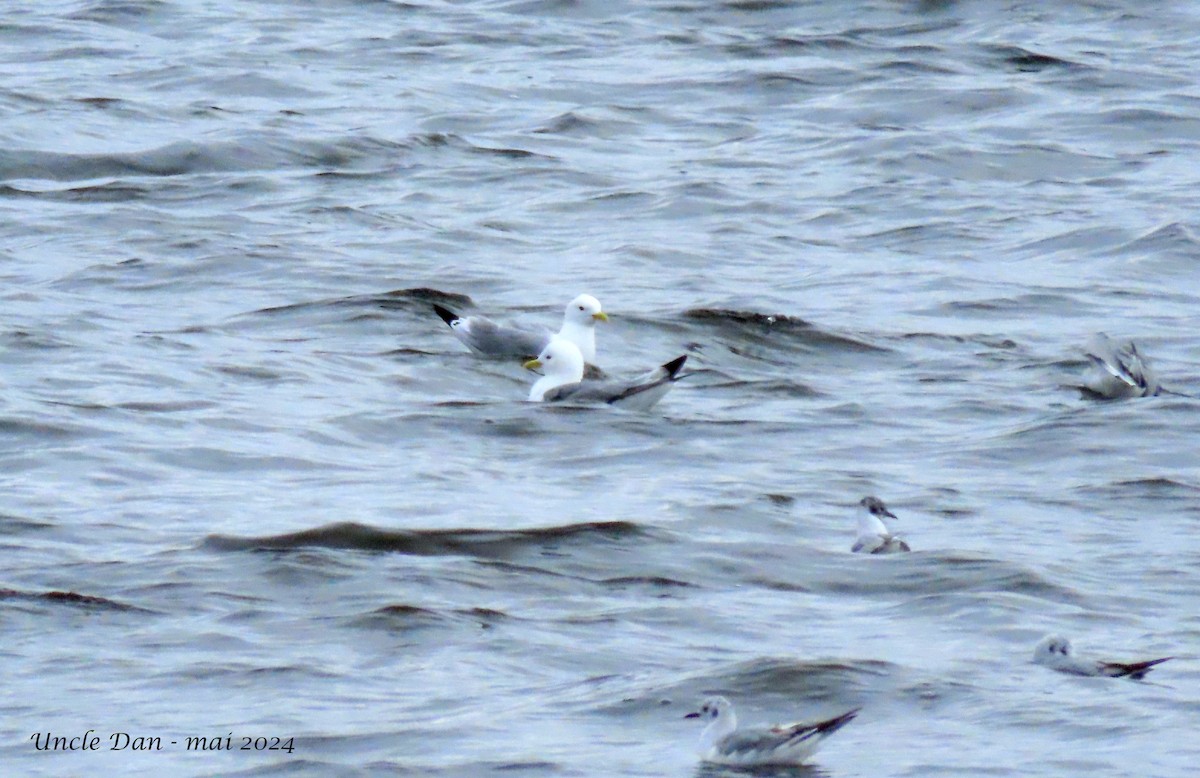 Mouette tridactyle - ML619751820