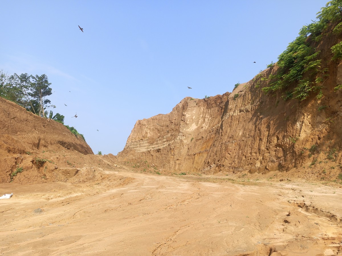 Blue-tailed Bee-eater - ML619751821