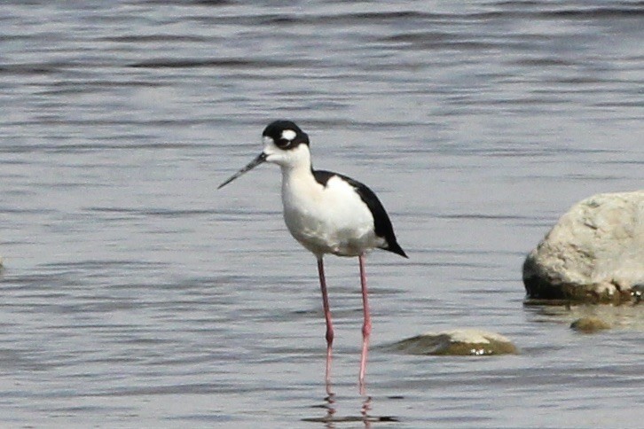 Black-necked Stilt - ML619751824