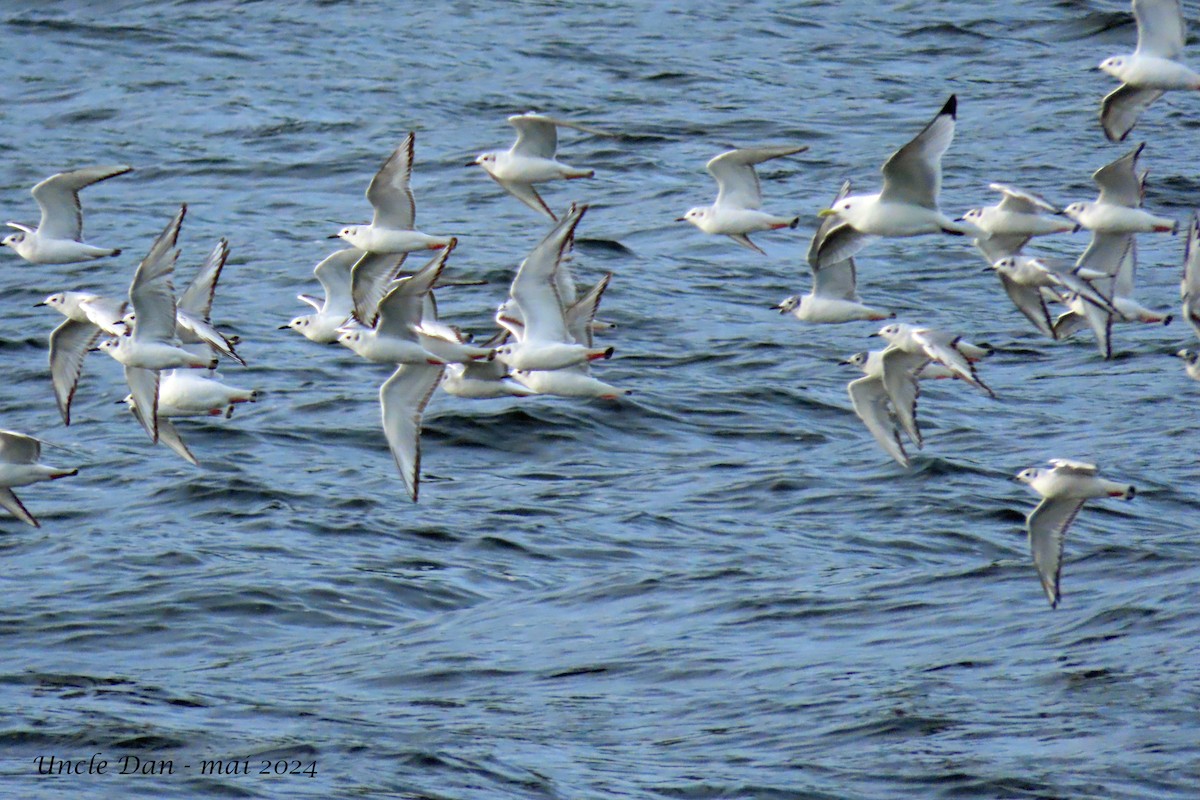 Mouette de Bonaparte - ML619751836