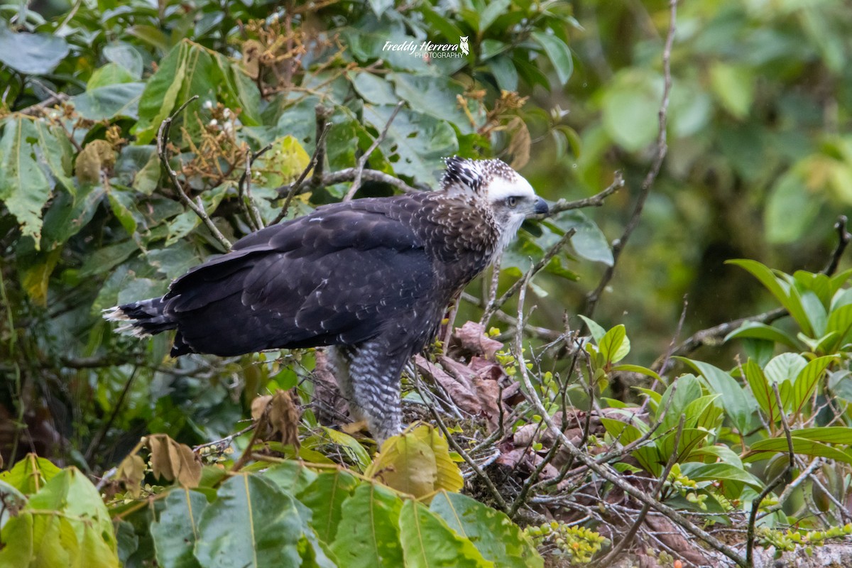 Black Hawk-Eagle - ML619751848