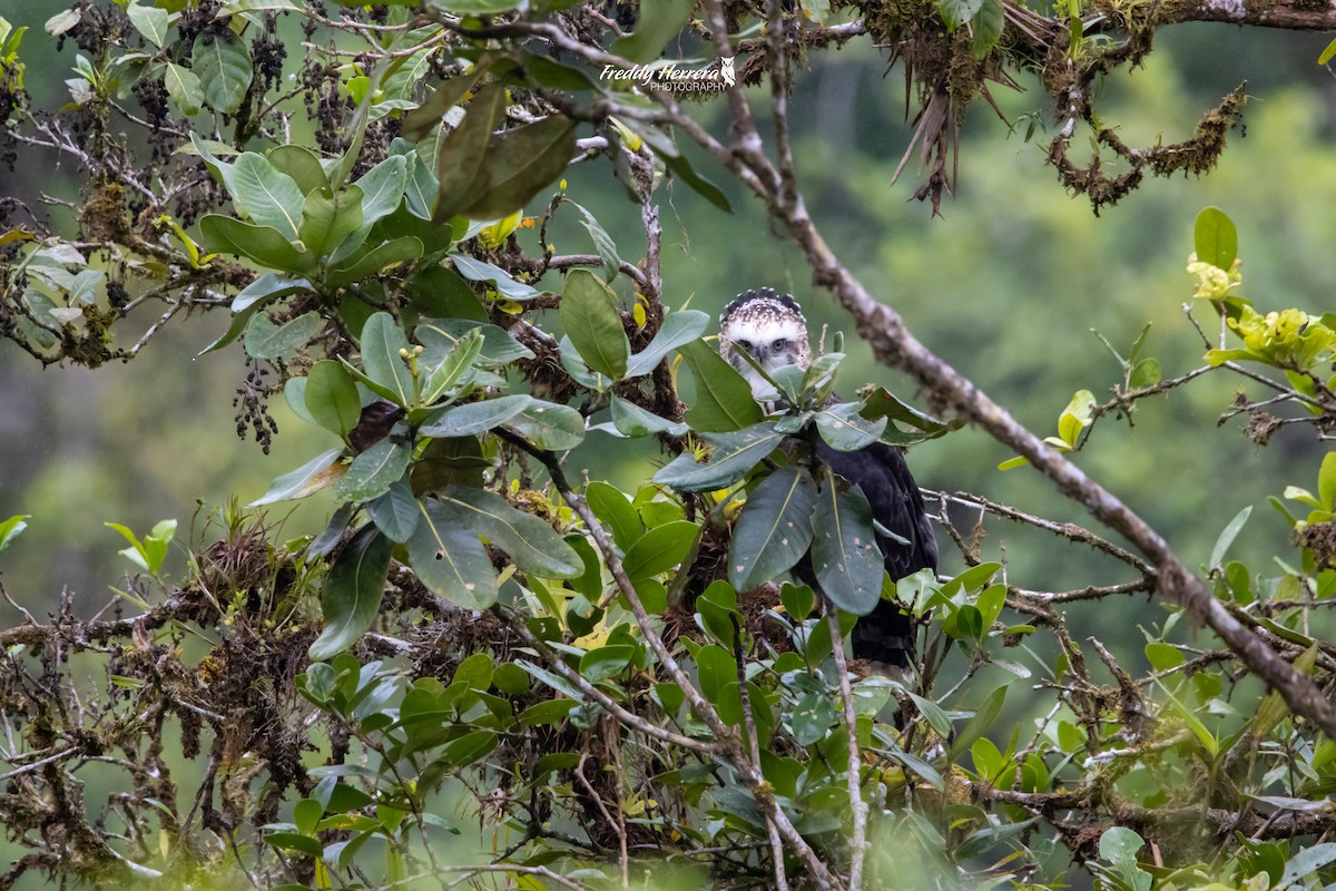 Águila Negra - ML619751850