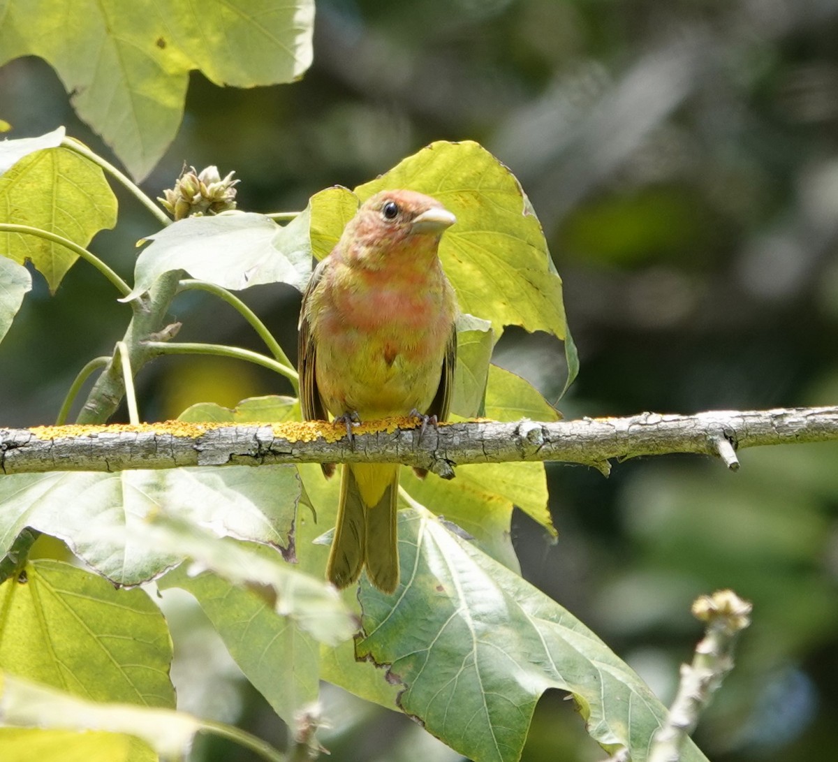 Summer Tanager - ML619751853