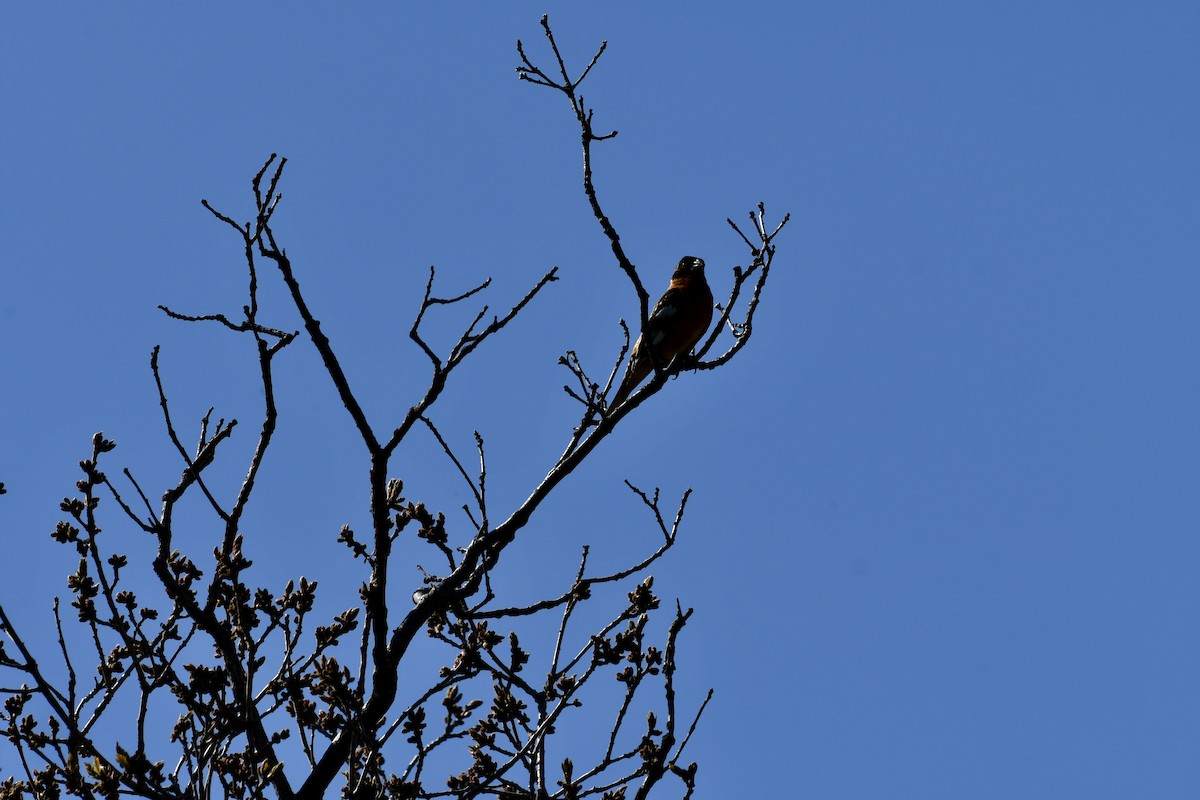 Black-headed Grosbeak - ML619751871