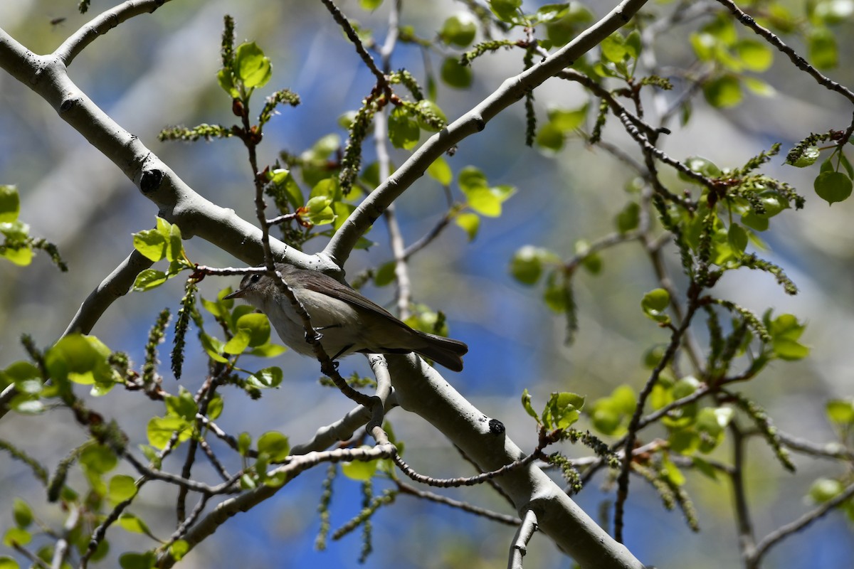 Warbling Vireo - ML619751886