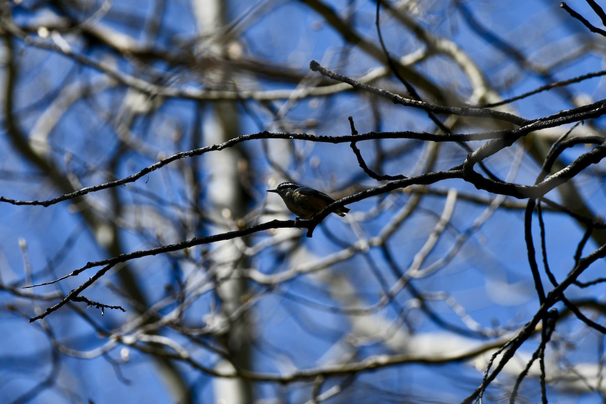 Red-breasted Nuthatch - ML619751895