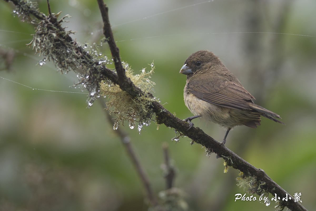 Yellow-bellied Seedeater - ML619751899