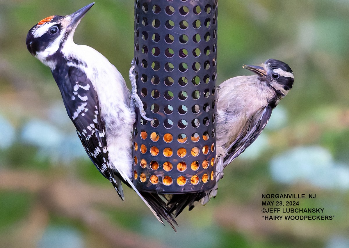 Hairy Woodpecker - ML619751913