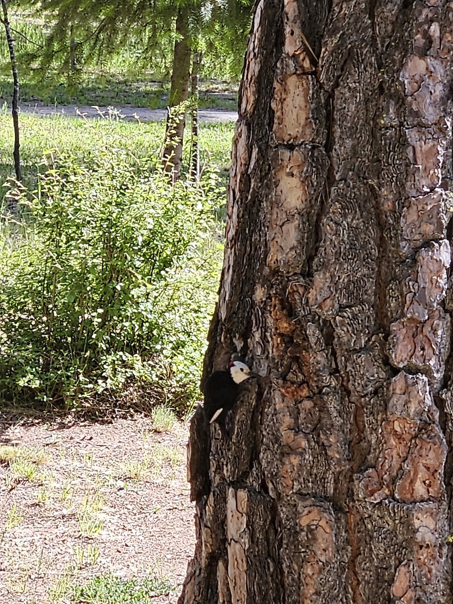 strakapoud bělohlavý - ML619751916