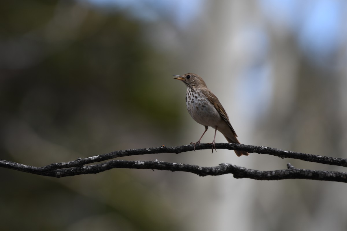 Hermit Thrush - ML619751920