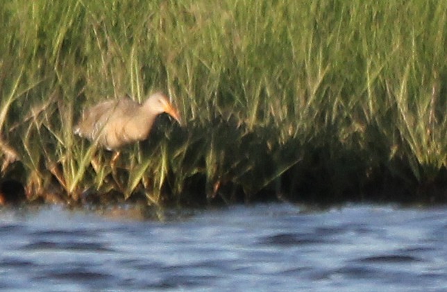 Clapper Rail - ML619751922