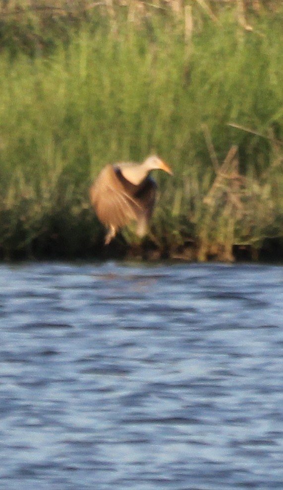 Clapper Rail - ML619751923