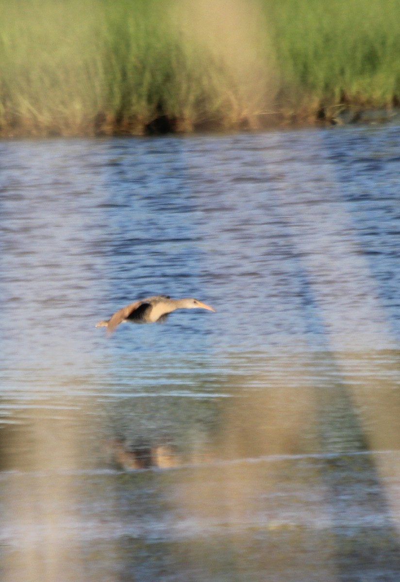 Clapper Rail - ML619751924