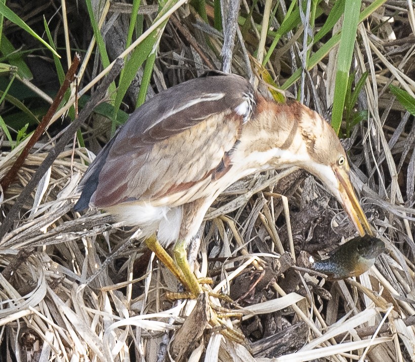 Least Bittern - ML619751929