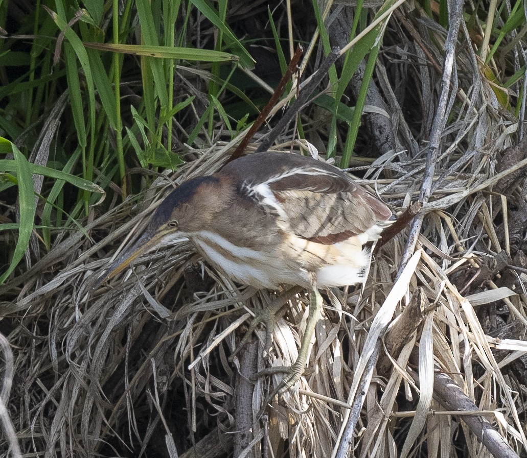 Least Bittern - ML619751932