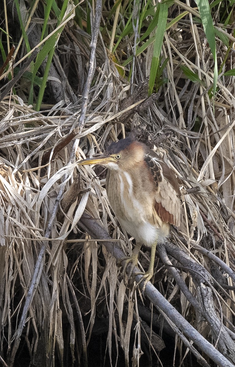 Least Bittern - ML619751933