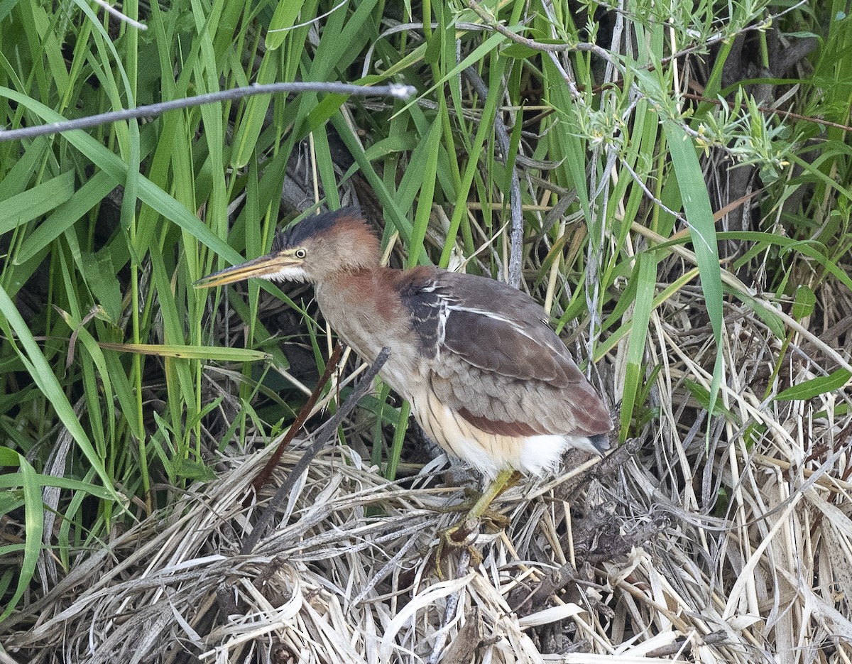 Least Bittern - ML619751939