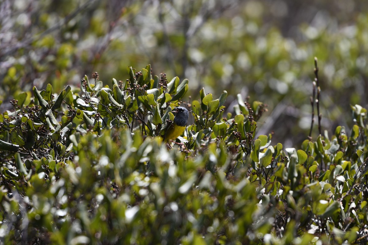 MacGillivray's Warbler - ML619751943