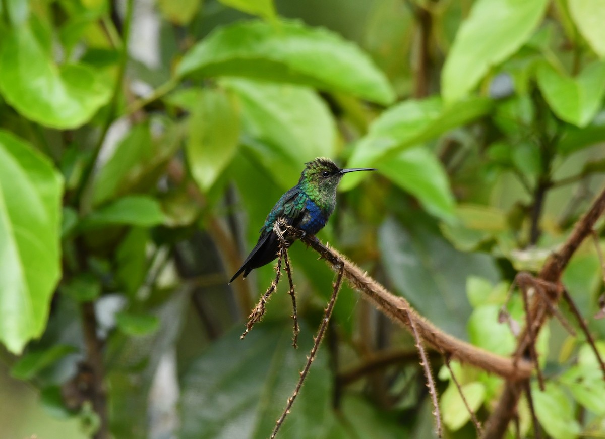 Fork-tailed Woodnymph - ML619751949