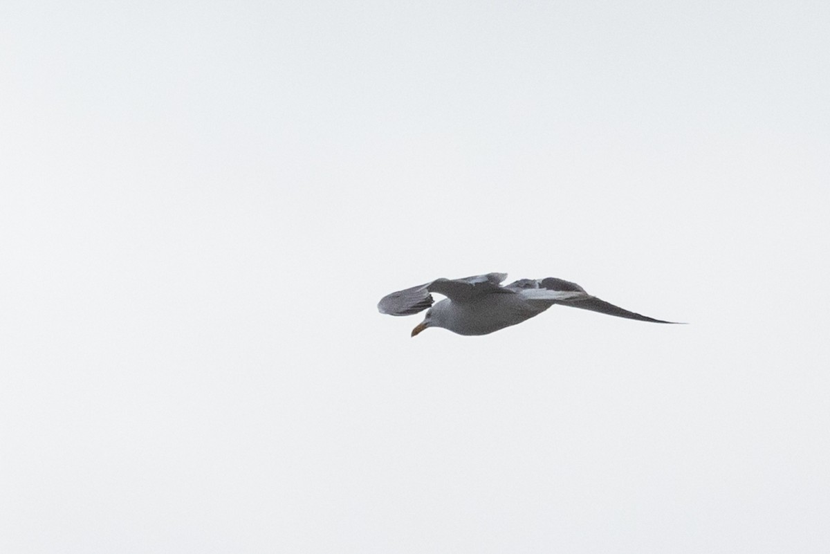 Yellow-legged Gull - ML619751980