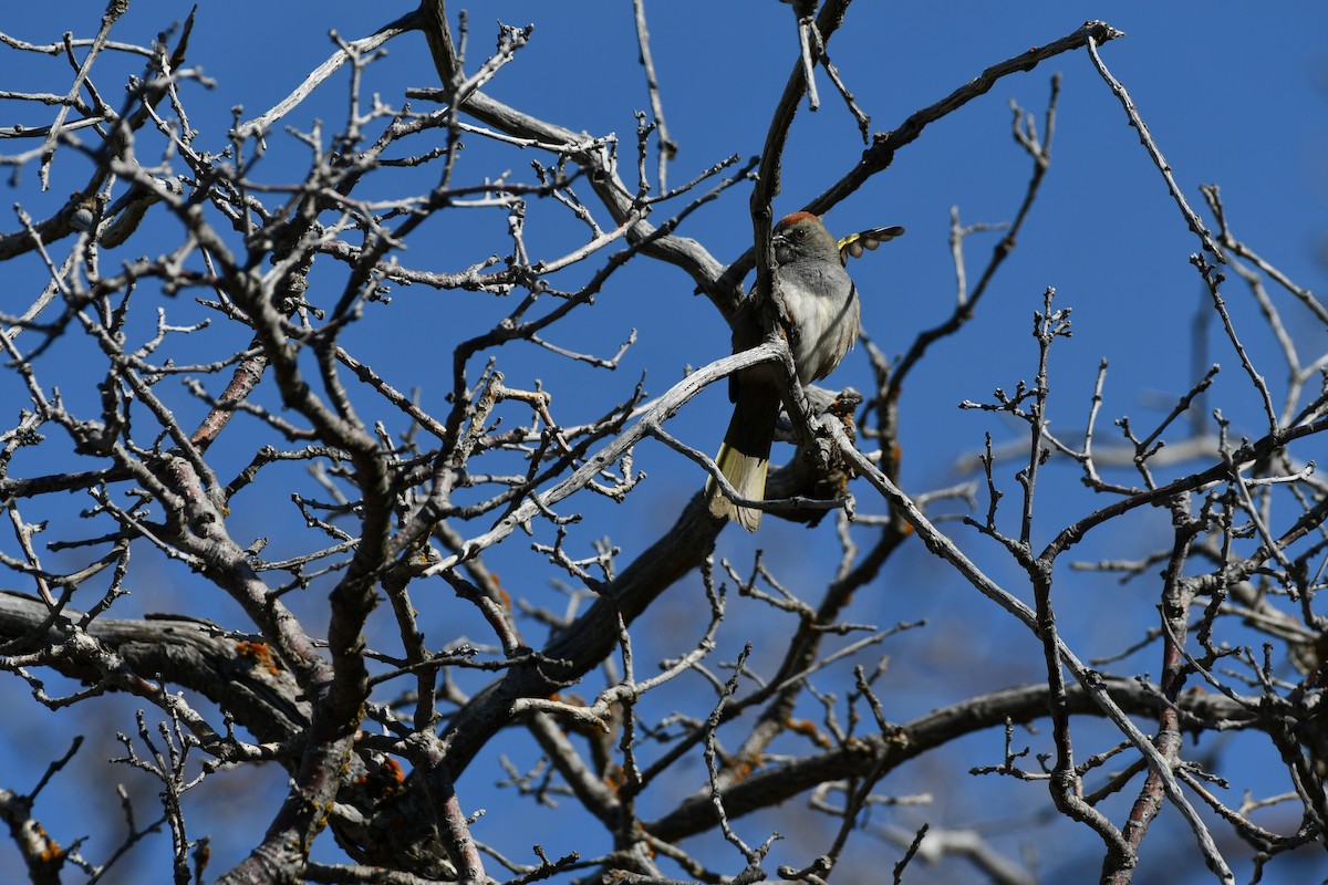Green-tailed Towhee - ML619751991