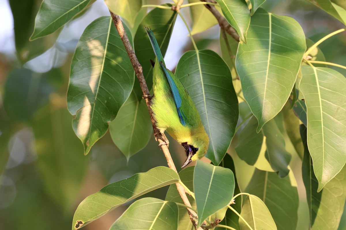 Blue-winged Leafbird - ML619752008