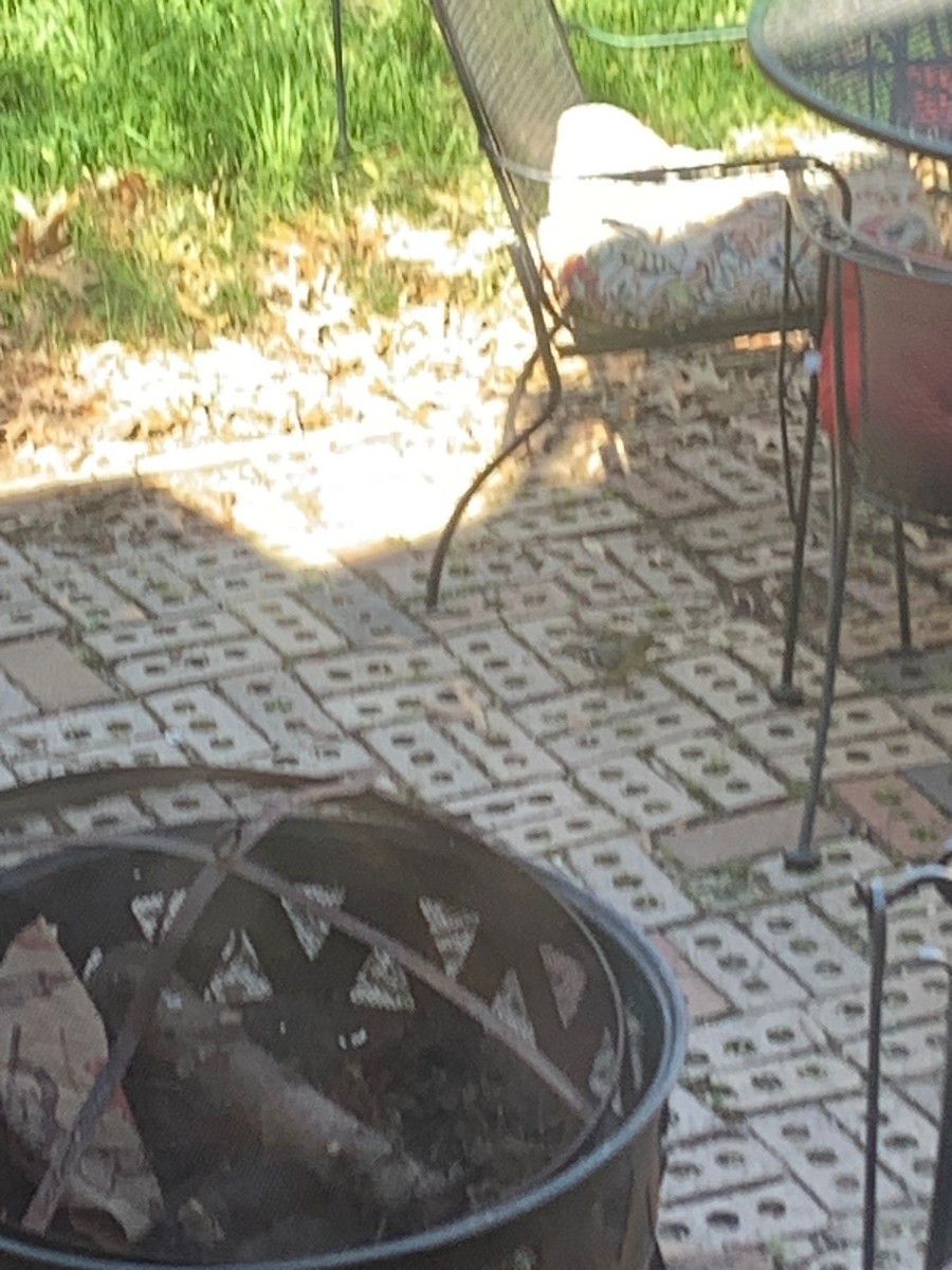 Western Tanager - ML619752021