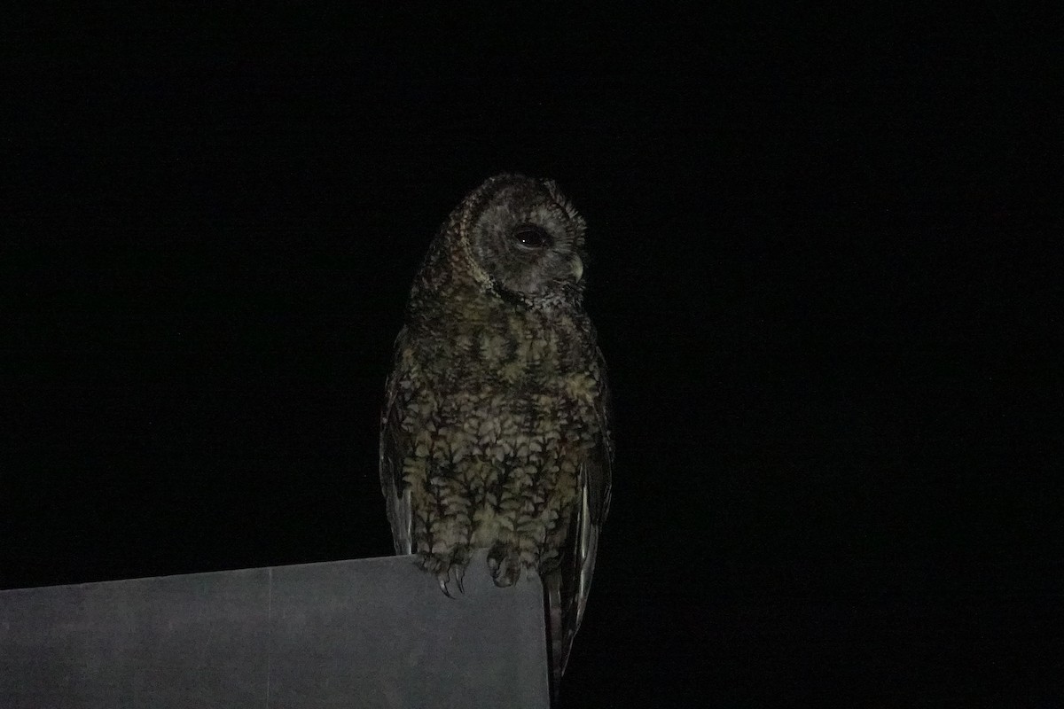 Himalayan Owl - ML619752023