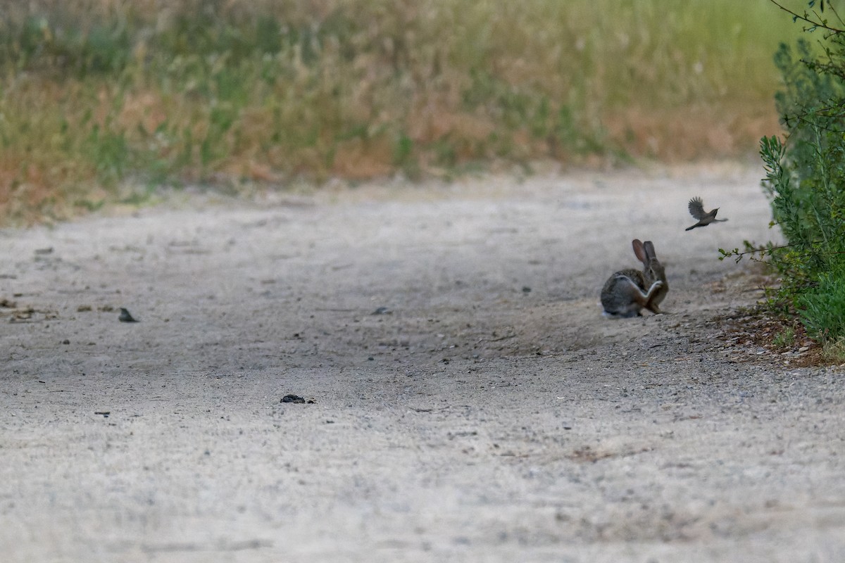 Bewick's Wren - ML619752028