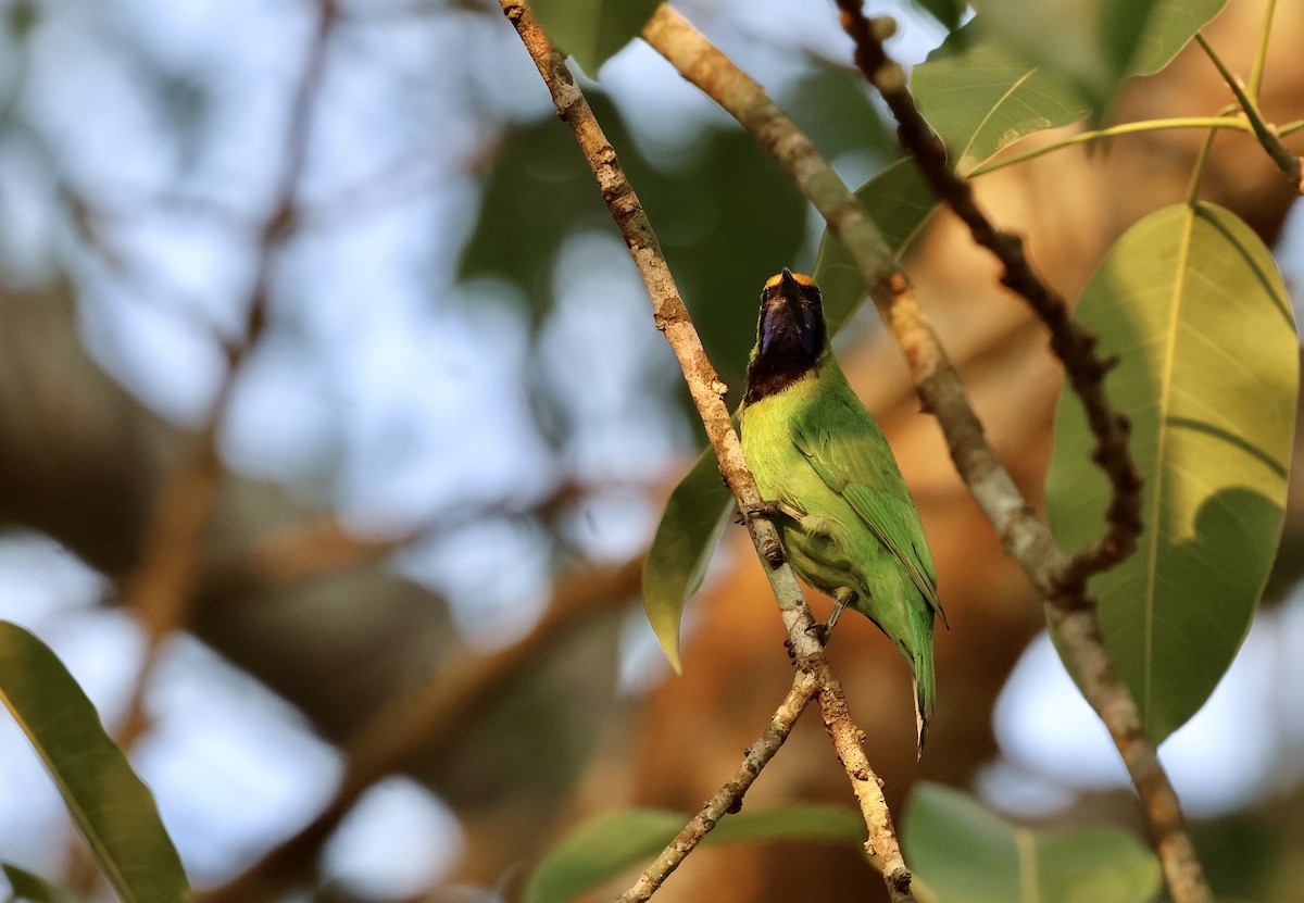 Golden-fronted Leafbird - ML619752029