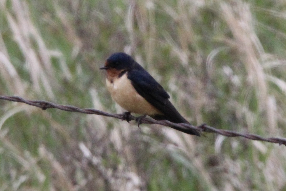 Barn Swallow - ML619752051