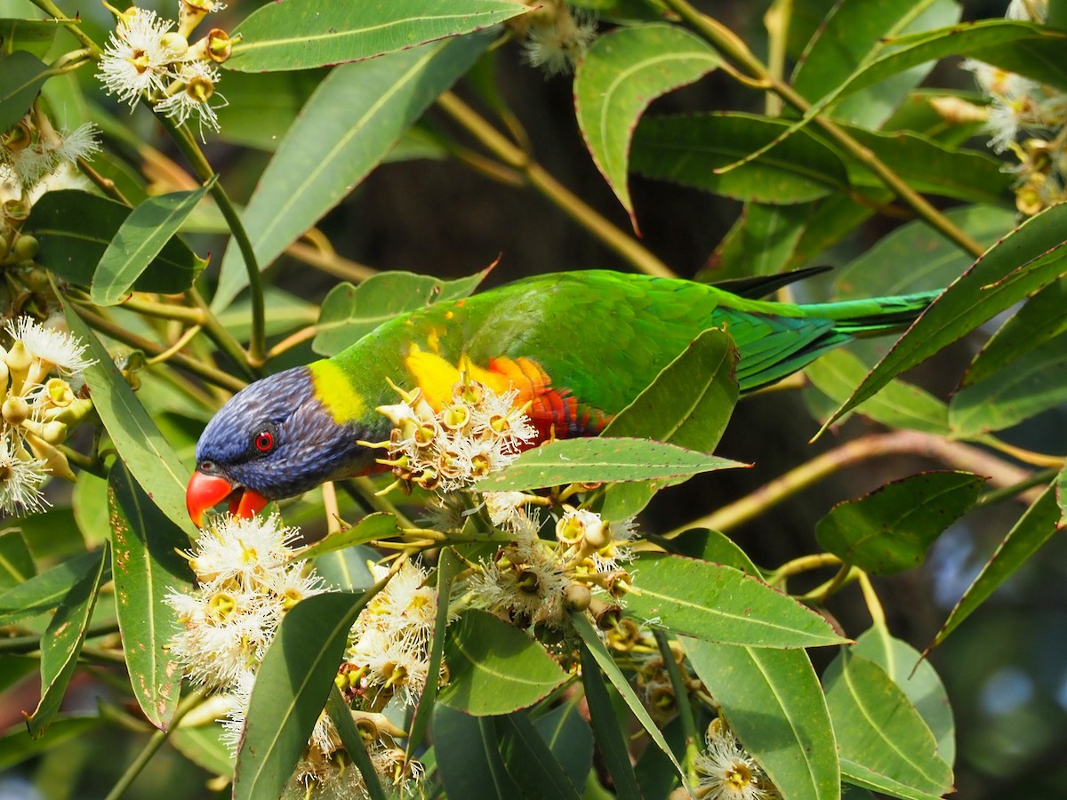 Rainbow Lorikeet - ML619752060