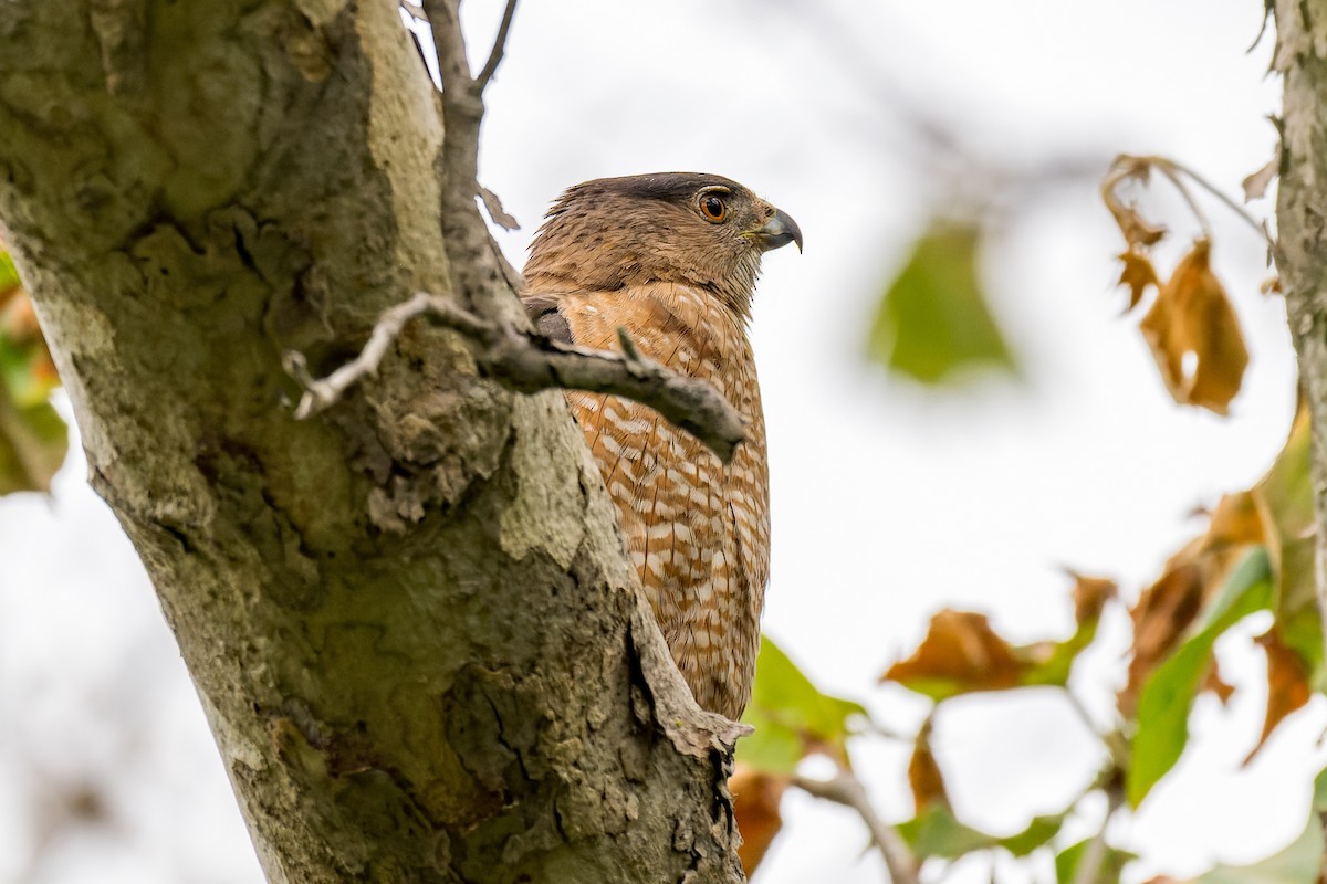 Cooper's Hawk - ML619752062